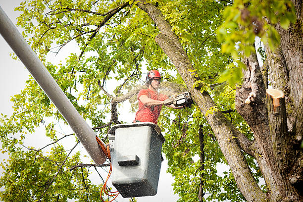 Why Choose Our Tree Removal Services in Cochranton, PA?